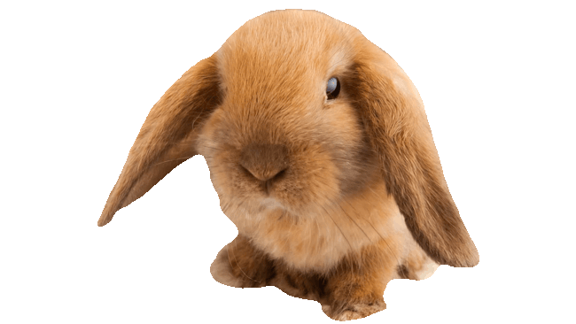 Lop Bunny