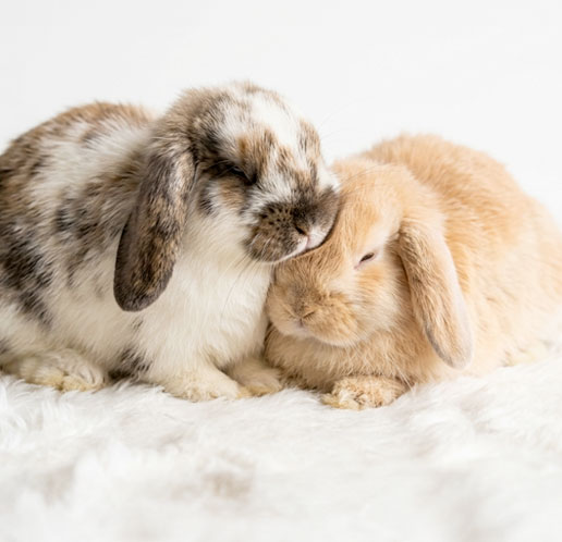 cuddly lop bunnies